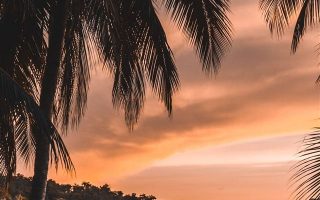 silhouette of palm tree during golden hour iphone 11 wallpaper