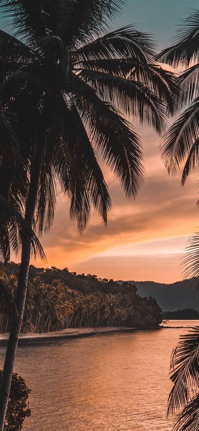 silhouette of palm tree during golden hour iphone 11 wallpaper