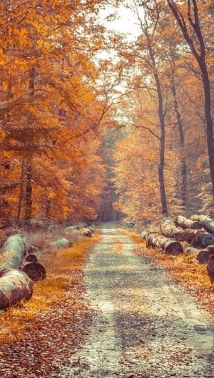 small pathway surrounded by large wooden logs aesthetic fall wallpaper tall trees with orange leaves
