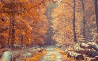 small pathway surrounded by large wooden logs aesthetic fall wallpaper tall trees with orange leaves