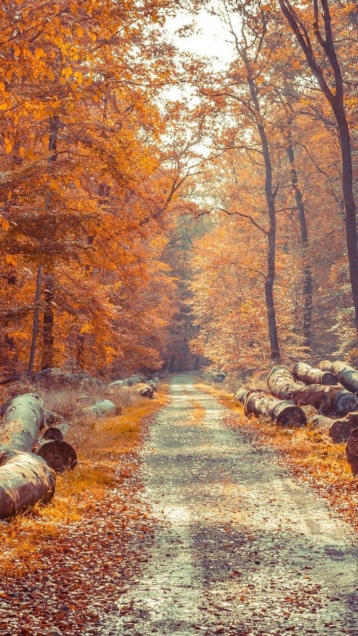 small pathway surrounded by large wooden logs aesthetic fall wallpaper tall trees with orange leaves