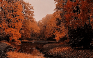 small river covered with orange fall leaves autumn wallpaper iphone surrounded by tall trees with orange yellow leaves