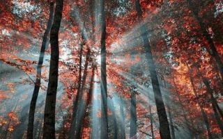 sun shining through tall trees with orange yellow leaves cute fall backgrounds forest landscape