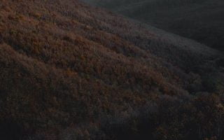 time lapse photography of road surrounded with tre iphone wallpaper
