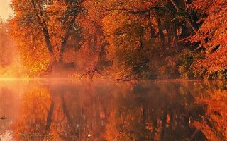 trees fall reflection autumn 4k iphone wallpaper