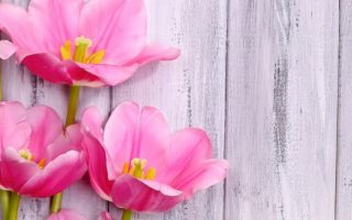 HD wallpaper flower bouquet tulip spring pink plant petal floral