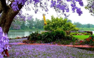 HD wallpaper nature garden tree plant maple summer leaf season flower