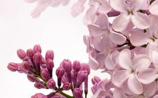 HD wallpaper white flowers illustration nature flora season desktop spring scaled