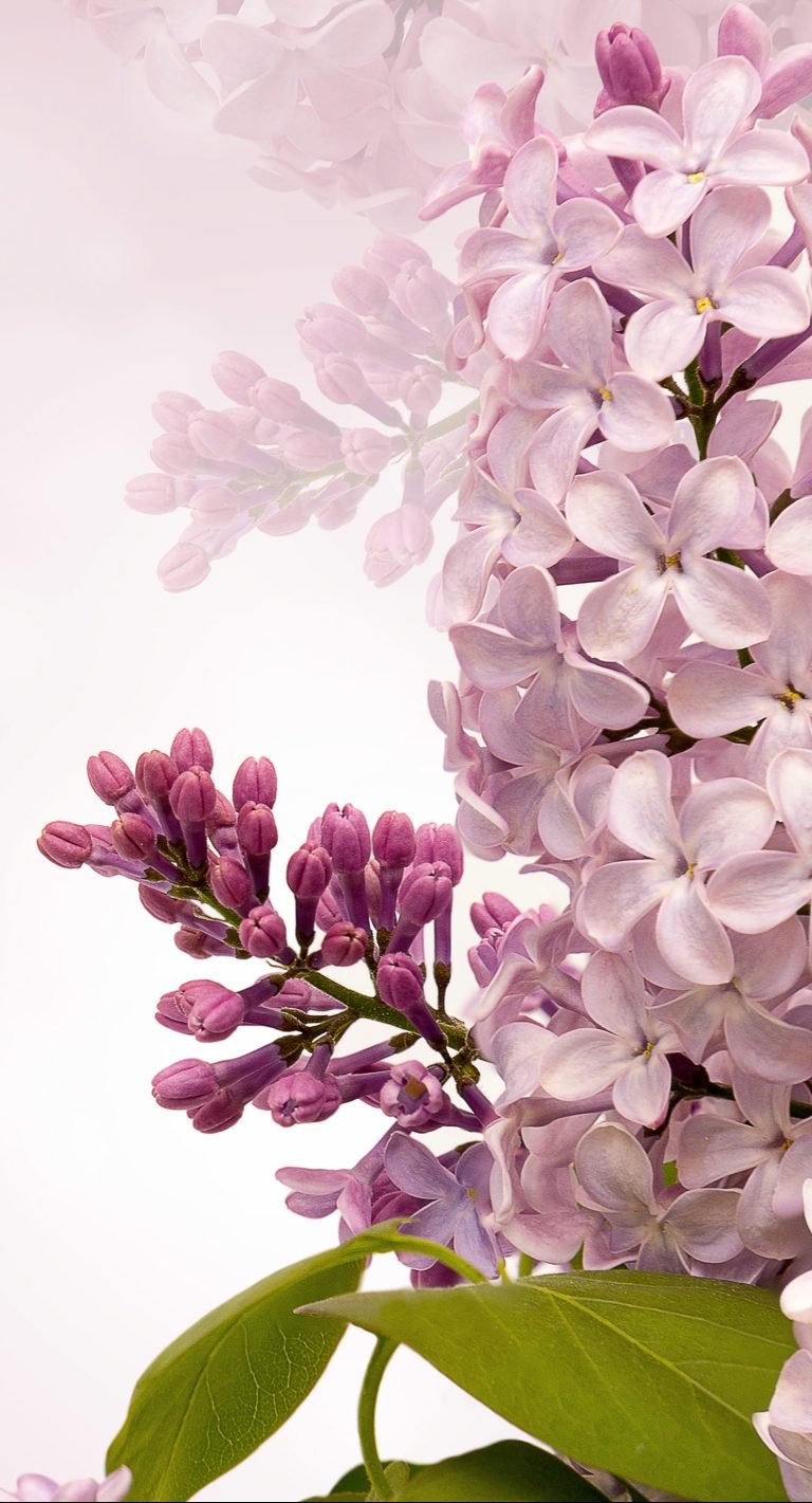 HD wallpaper white flowers illustration nature flora season desktop spring scaled