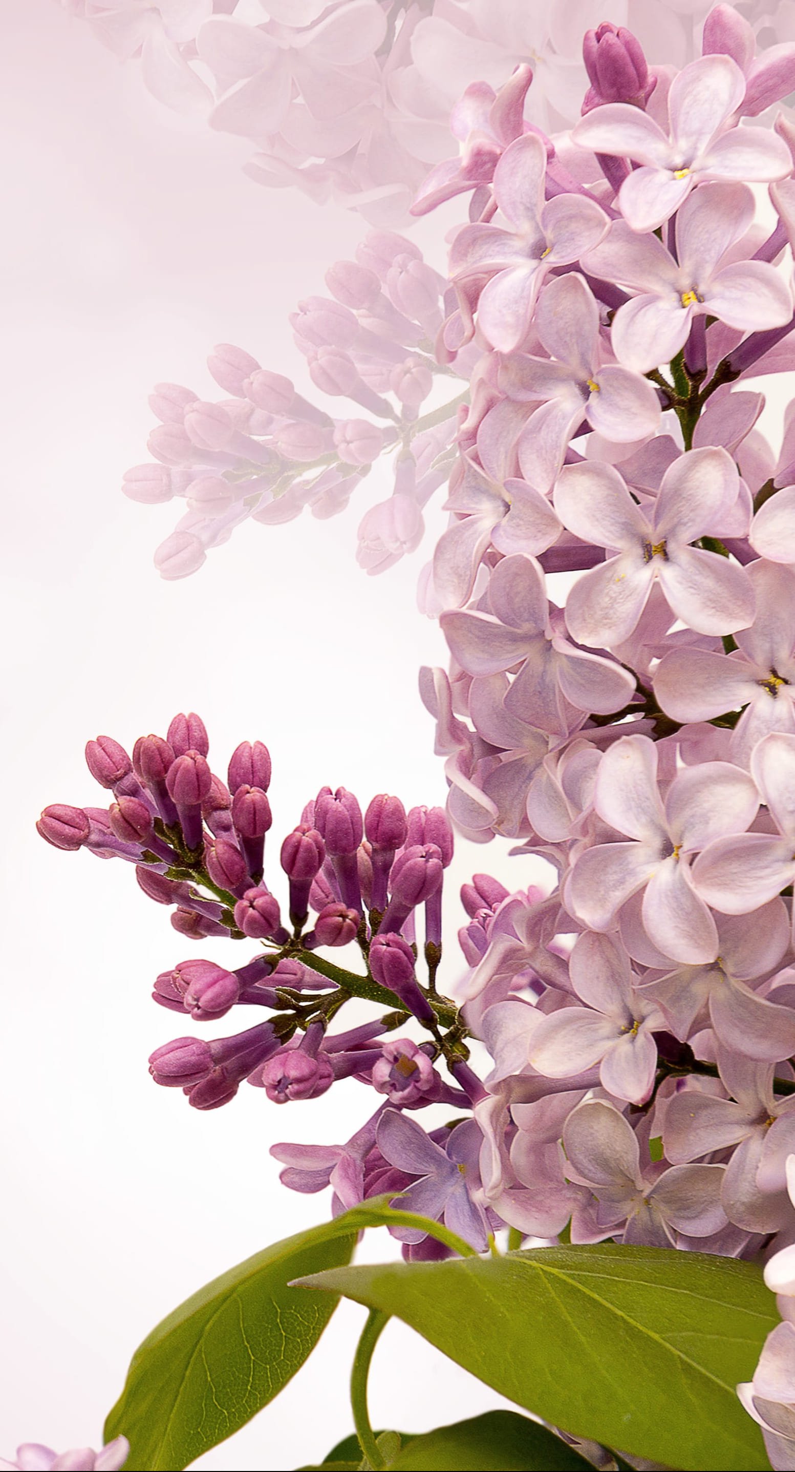 HD wallpaper white flowers illustration, nature, flora, season, desktop, spring