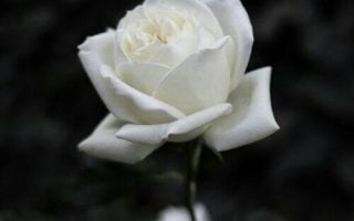 blanc flore wallpaper for phone