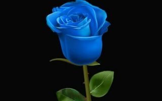blue flore in dark wallpaper for phone