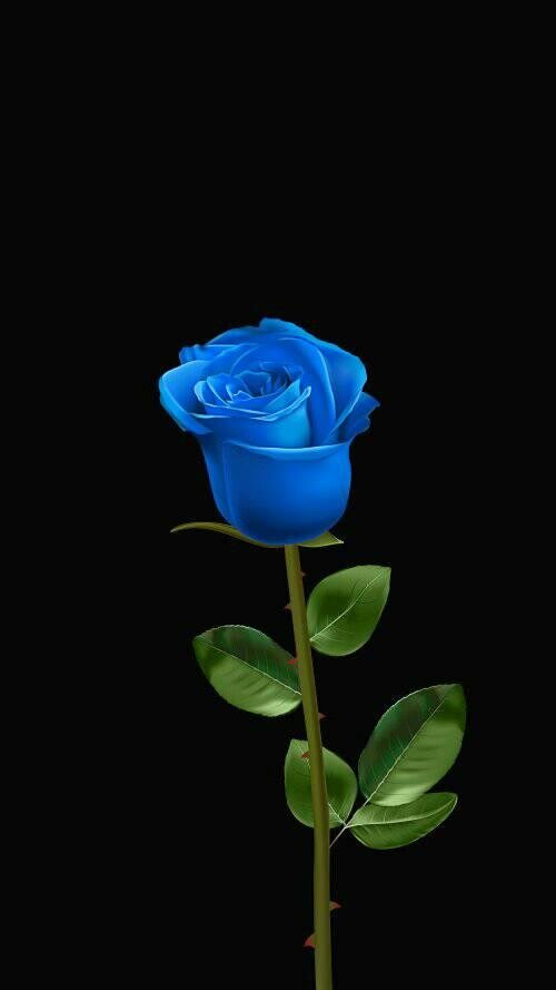 blue flore in dark wallpaper for phone