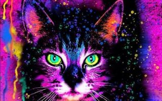 cat multi color art