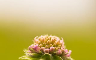 cool flower wallpaper
