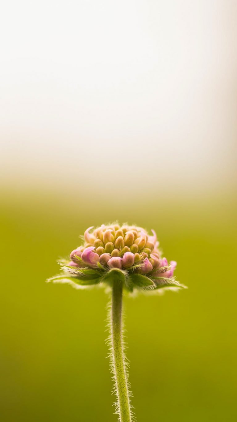 cool flower wallpaper