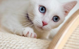 cute cat wallpaper
