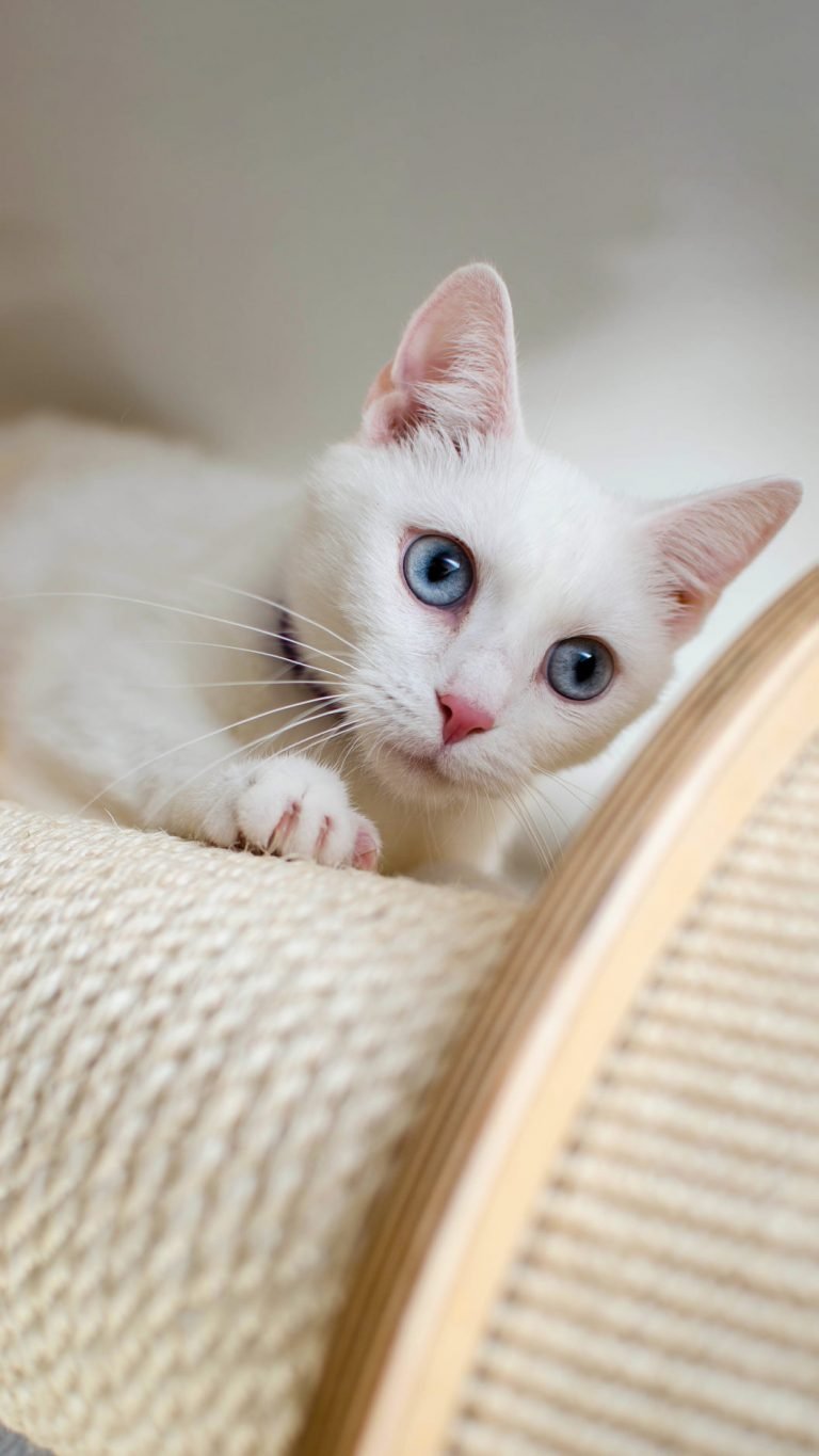 cute cat wallpaper