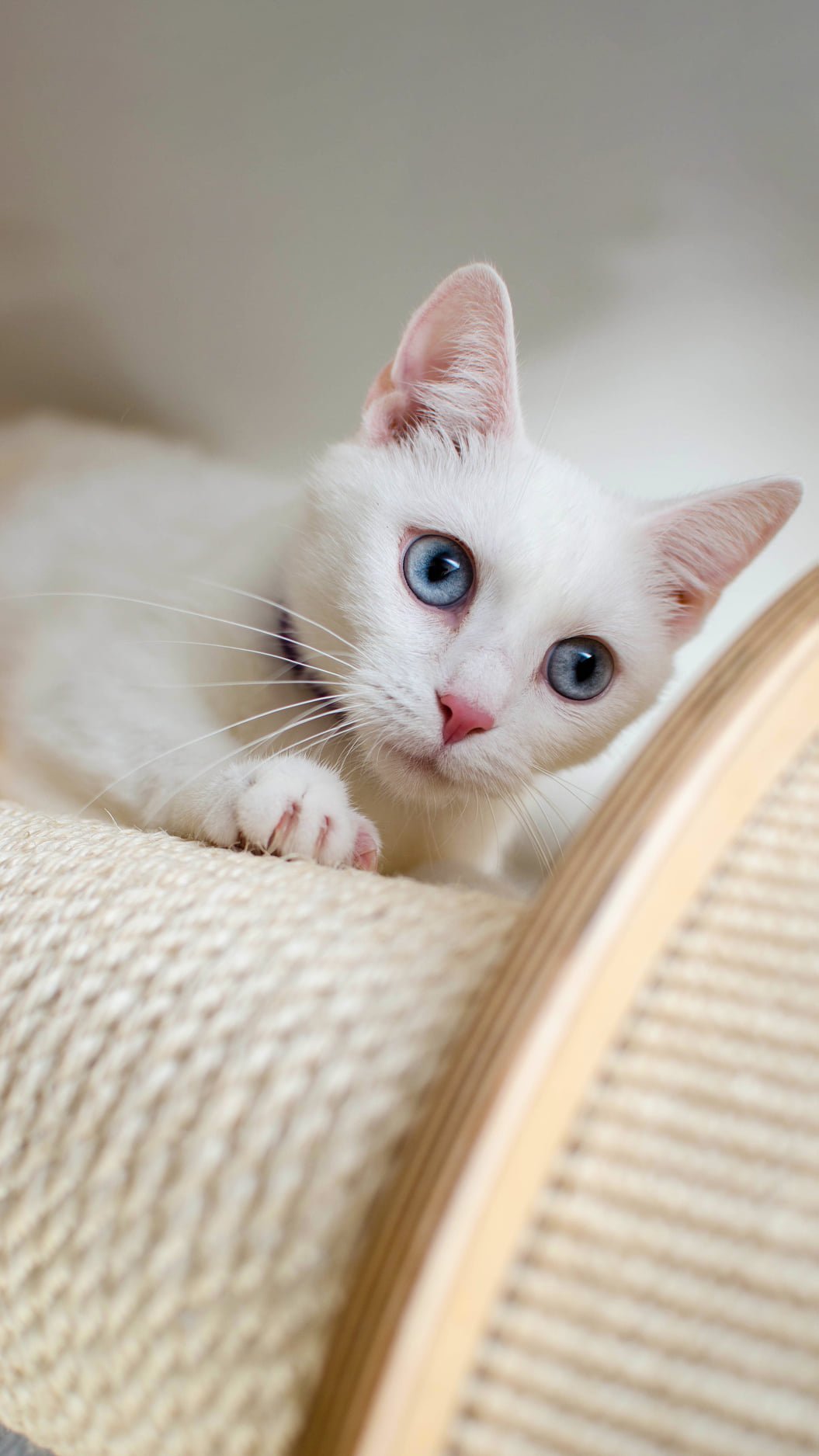 cute cat wallpaper
