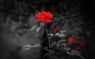 red flore in dark wallpaper