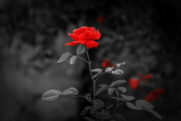 red flore in dark wallpaper