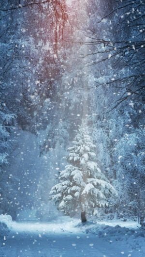 HD wallpaper forest winter christmas tree 8k snowy 8k uhd snowfall christmas cards scaled