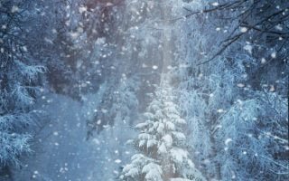 HD wallpaper forest winter christmas tree 8k snowy 8k uhd snowfall christmas cards scaled