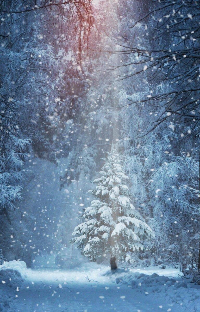 HD wallpaper forest winter christmas tree 8k snowy 8k uhd snowfall christmas cards scaled