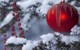 HD wallpaper snow christmas tree snowy winter branch freezing frost christmas cards