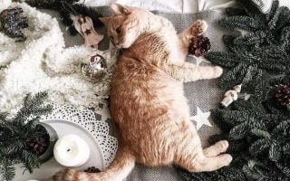 cat Christmas wallpaper