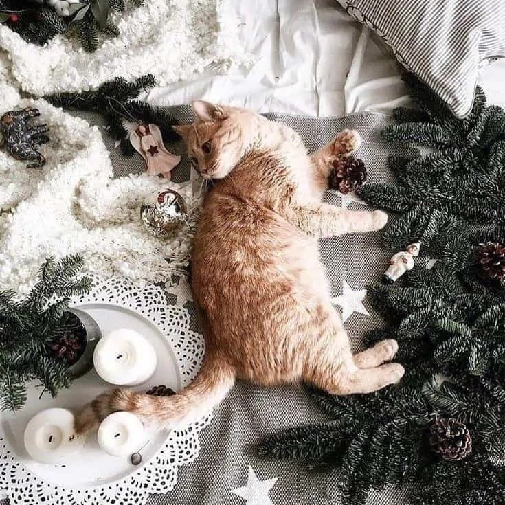 cat Christmas wallpaper