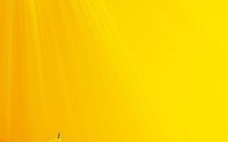 cute yellow flor wallpaper