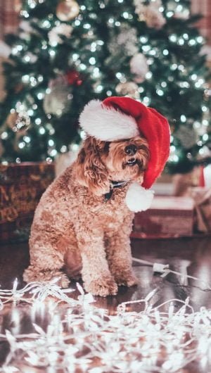 cute dog in christmas by@whiteparadise2895