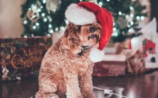 cute dog in christmas by@whiteparadise2895