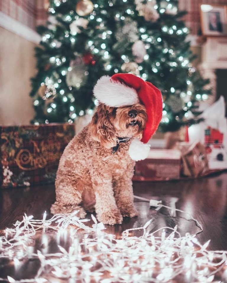 cute dog in christmas by@whiteparadise2895