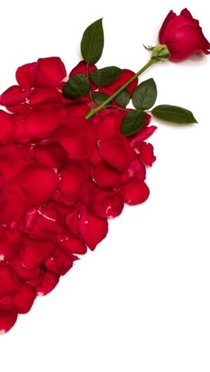 HD wallpaper Roses Heart Red Petals Flowers love Valentines Day cards