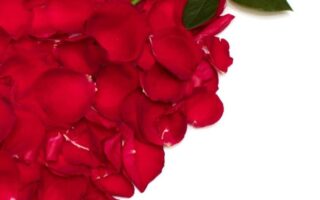HD wallpaper Roses Heart Red Petals Flowers love Valentines Day cards