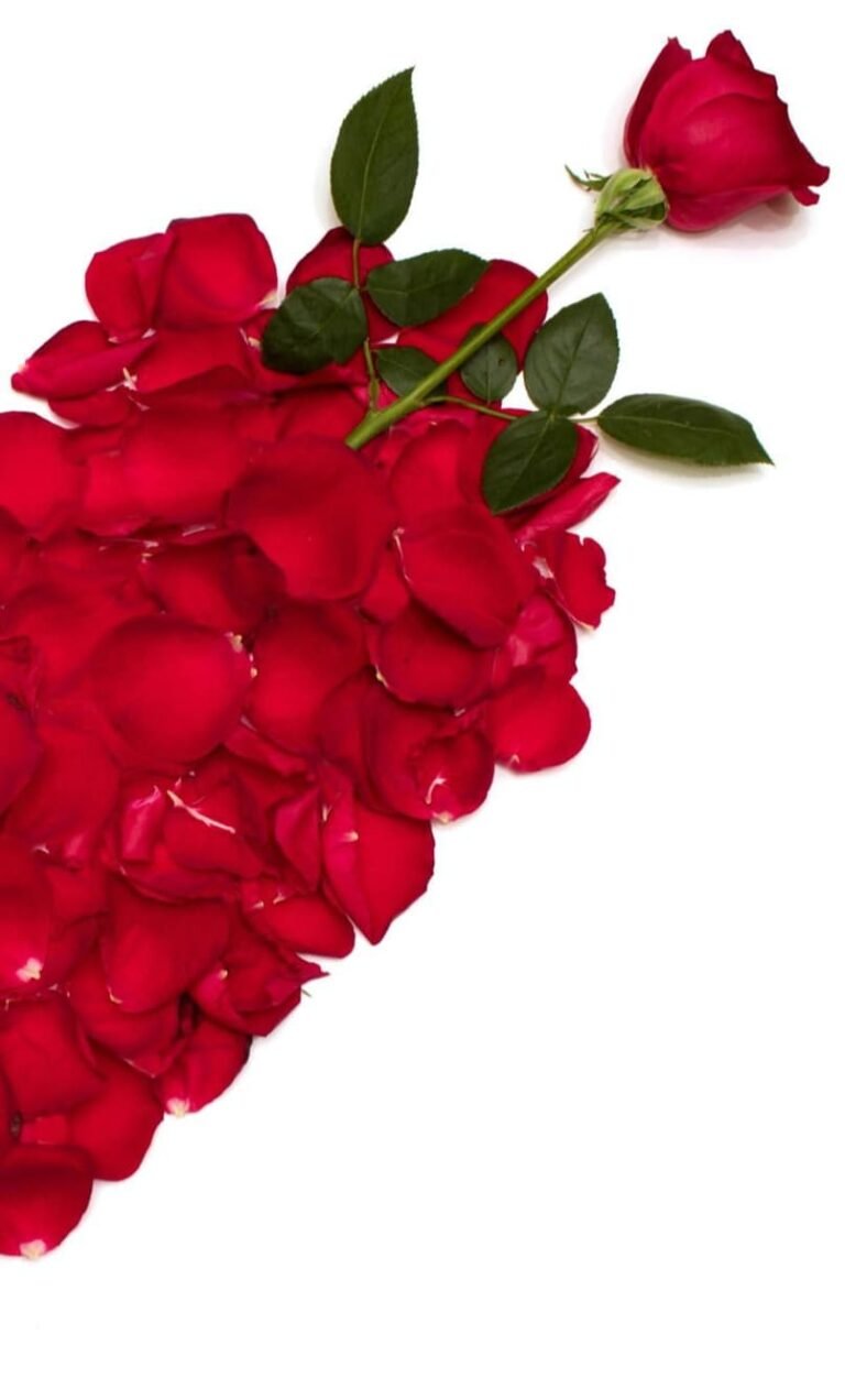 HD wallpaper Roses Heart Red Petals Flowers love Valentines Day cards