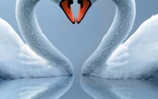 HD wallpaper White Swan couple love heart shaped reflection