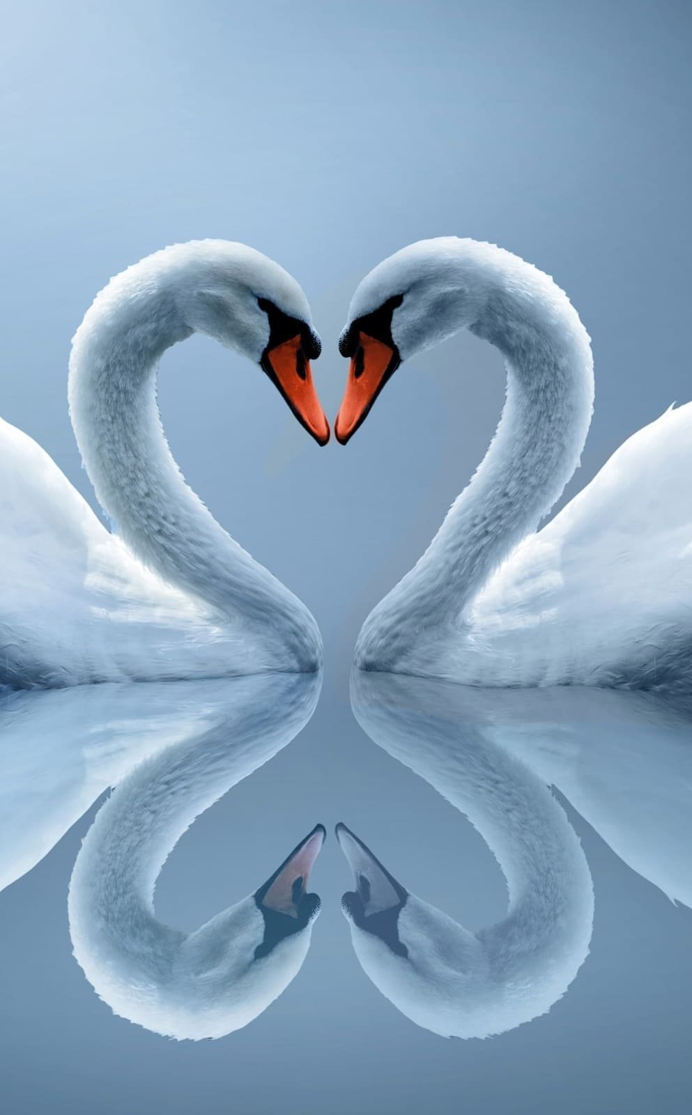 HD wallpaper White Swan couple love heart shaped reflection