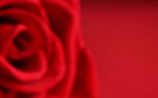 HD wallpaper bokeh day flower heart shaped red romantic rose Valentines Day cards scaled