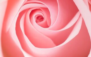 HD wallpaper close up photography of pink rose Blume flower Panasonic Lumix G5 Valentines day