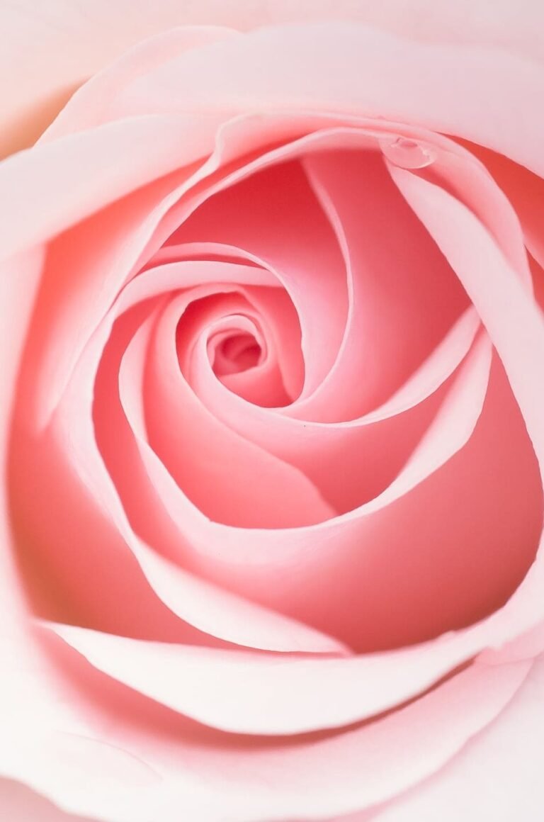 HD wallpaper close up photography of pink rose Blume flower Panasonic Lumix G5 Valentines day