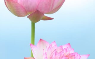 HD wallpaper focus photography of pink and white petaled flowers lotusValentines day