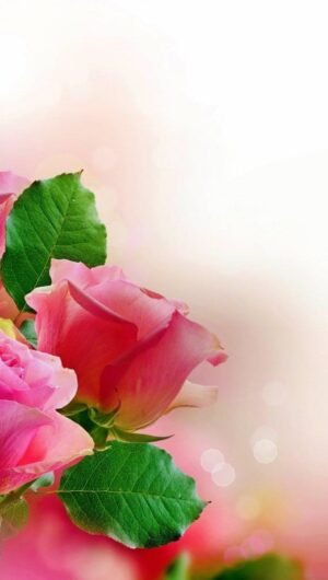 HD wallpaper pink rose flowers wallpaper Pastel Valentines Day nature