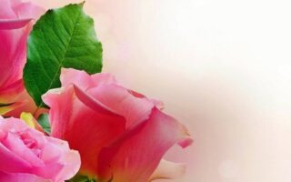 HD wallpaper pink rose flowers wallpaper Pastel Valentines Day nature