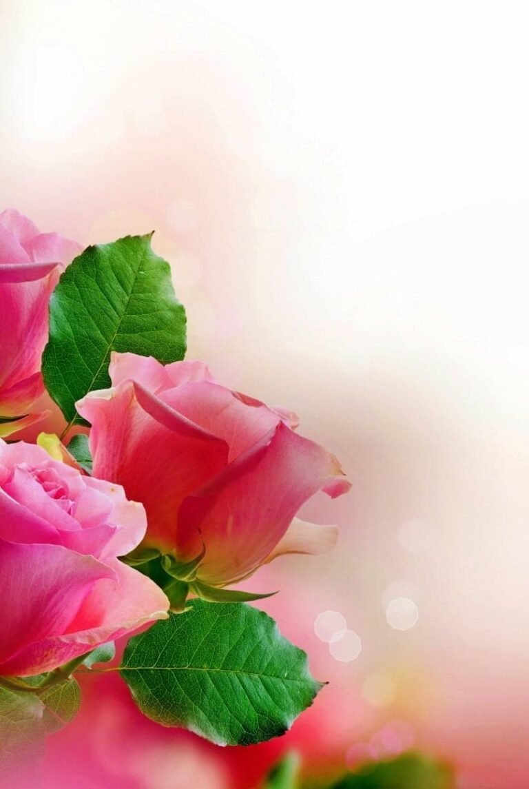 HD wallpaper pink rose flowers wallpaper Pastel Valentines Day nature