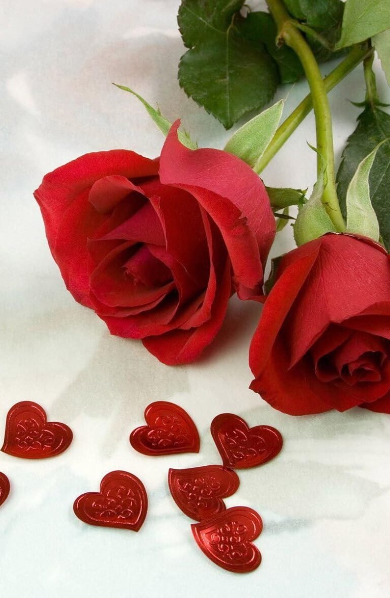 HD wallpaper roses flowers two red heart love Valentines Day cards