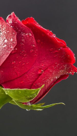 HD wallpaper selective focus photo of red rose rose Blume flower Panasonic Valentines day love