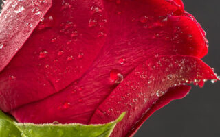 HD wallpaper selective focus photo of red rose rose Blume flower Panasonic Valentines day love
